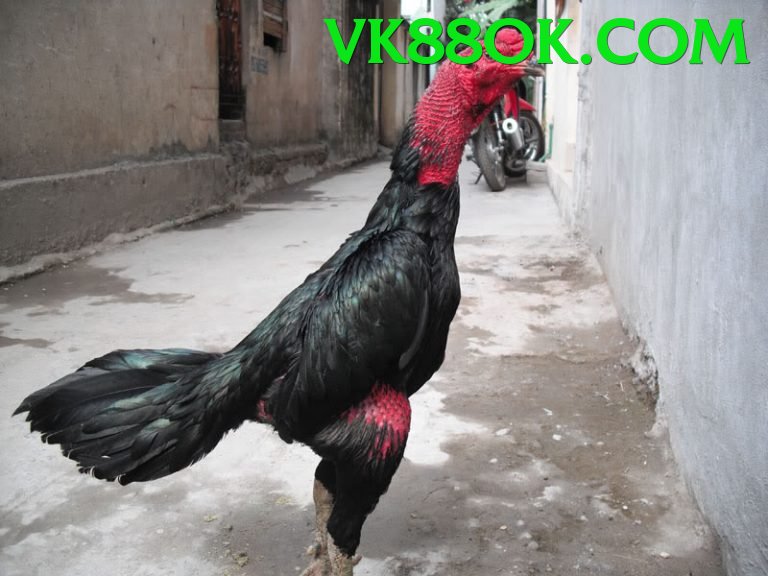 Đá Gà Trực Tiếp - vk88 - Không cần cài